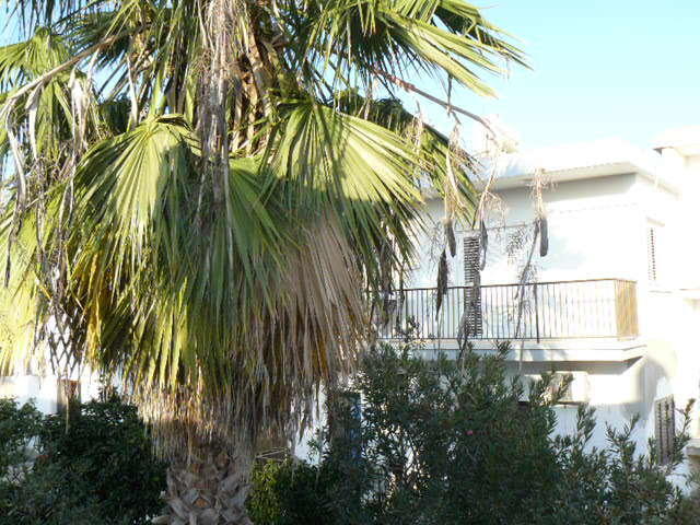 Katalimata Court Apartment Ayia Napa Exterior foto